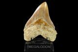 Serrated, Fossil Megalodon Tooth - West Java, Indonesia #148968-2